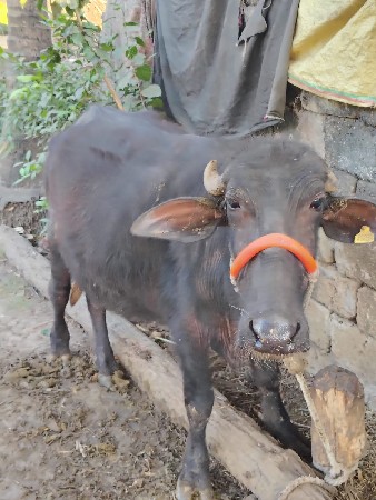 bani padi vechva ni se