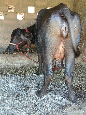 थंबनेल 2