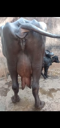 थंबनेल 3