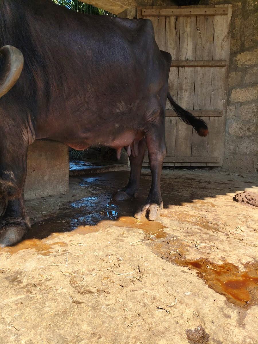 थंबनेल 3