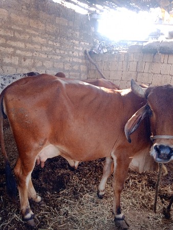 ગાય વેચવાની છે
