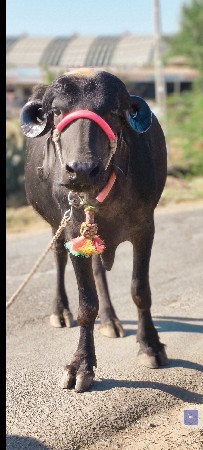 પેલેથી ખરેલી વેચવાની છે બે દાતે કરે