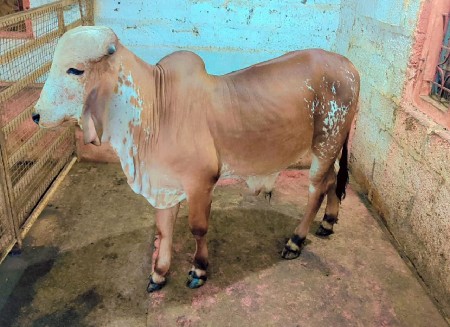 ગીર બુલ બનાવા વછડો દેવા નો છે