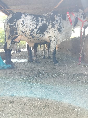 થંબનેલ 3