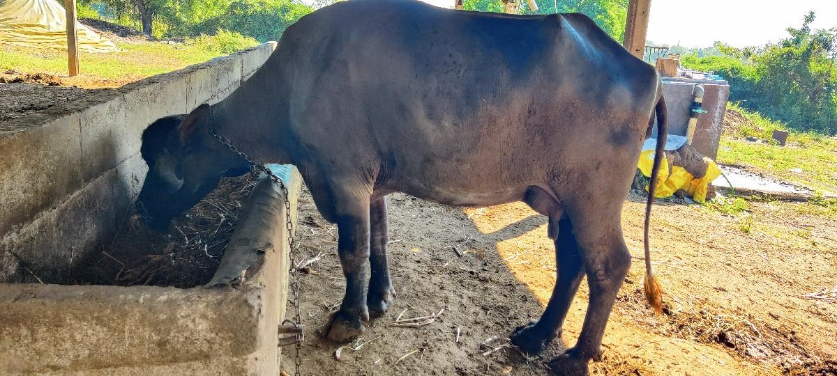 थंबनेल 2