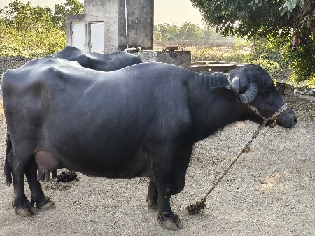 થંબનેલ 3