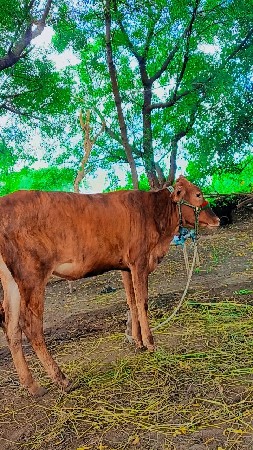 ગાય વેચવાની છે