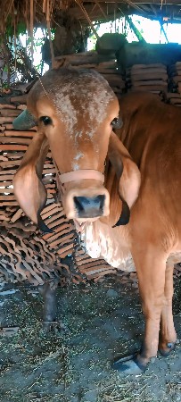 orijanl gir vodaki 1vetar se