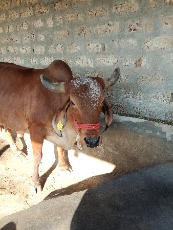 ગાય વેચવાની છે