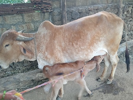 થંબનેલ 2