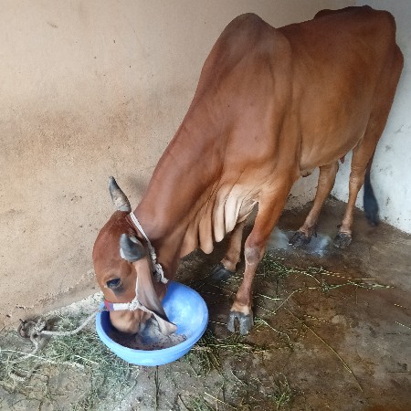 હોડકી વેચવાની છે