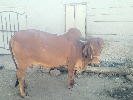 થંબનેલ 3