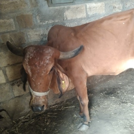 ગાય વેચવાની છે
