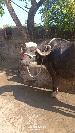 थंबनेल 2