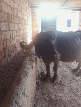 આ ભેંસ વેચવાની છે