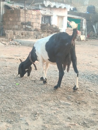 थंबनेल 3