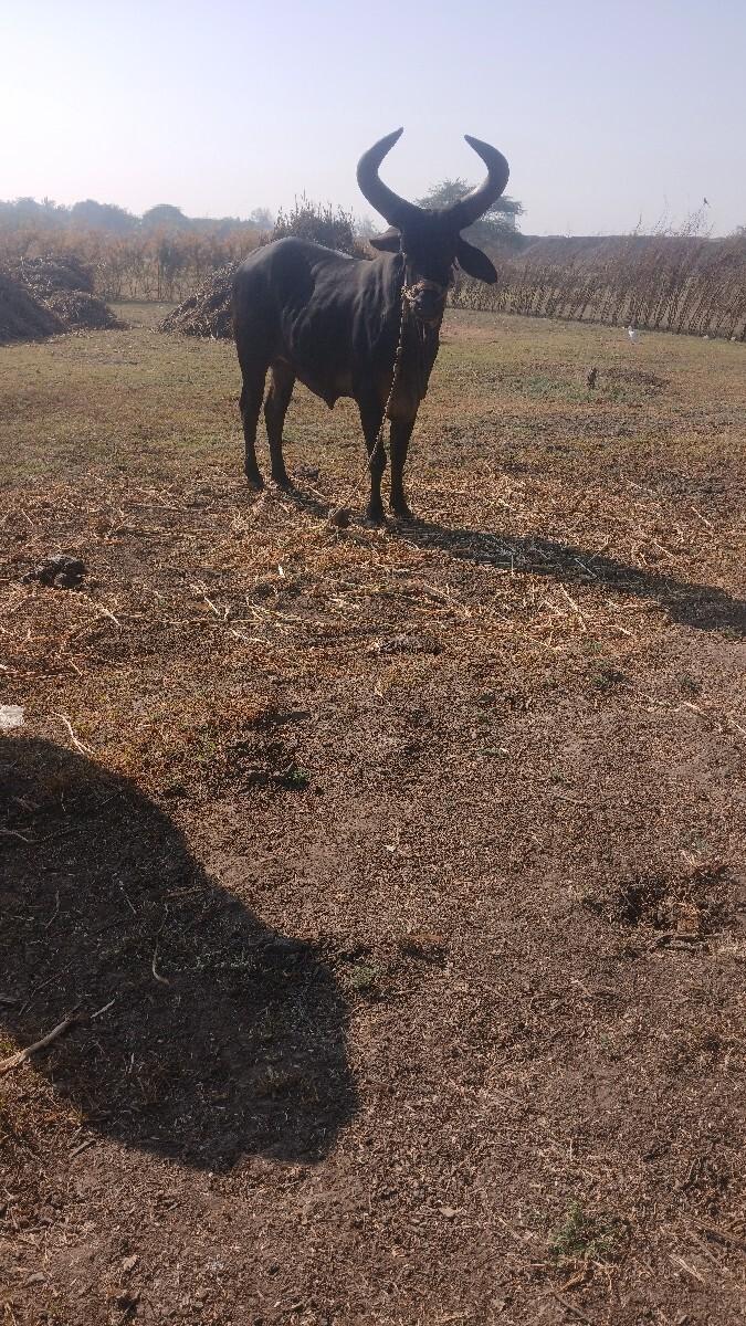 થંબનેલ 3