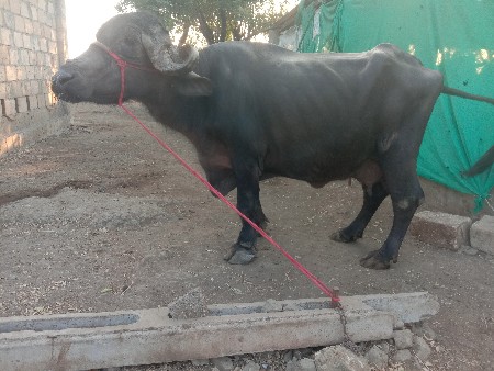 थंबनेल 2