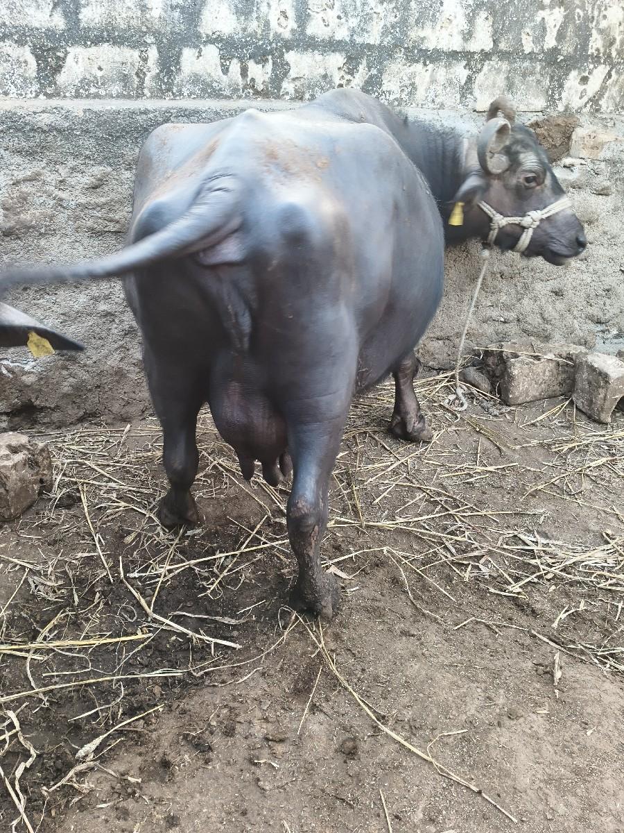 થંબનેલ 2