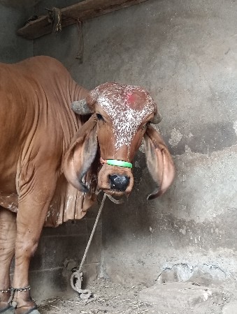 થંબનેલ 2