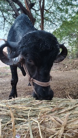 थंबनेल 2