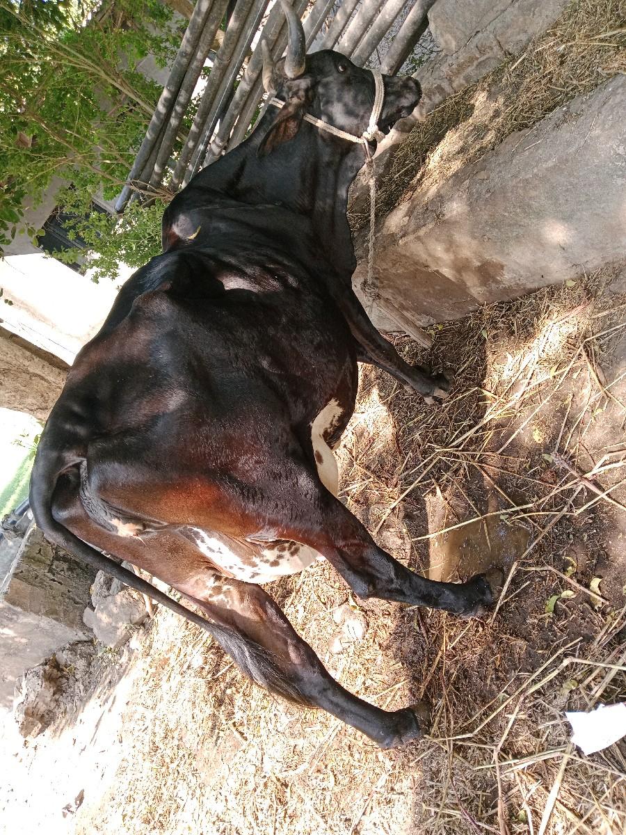 थंबनेल 3