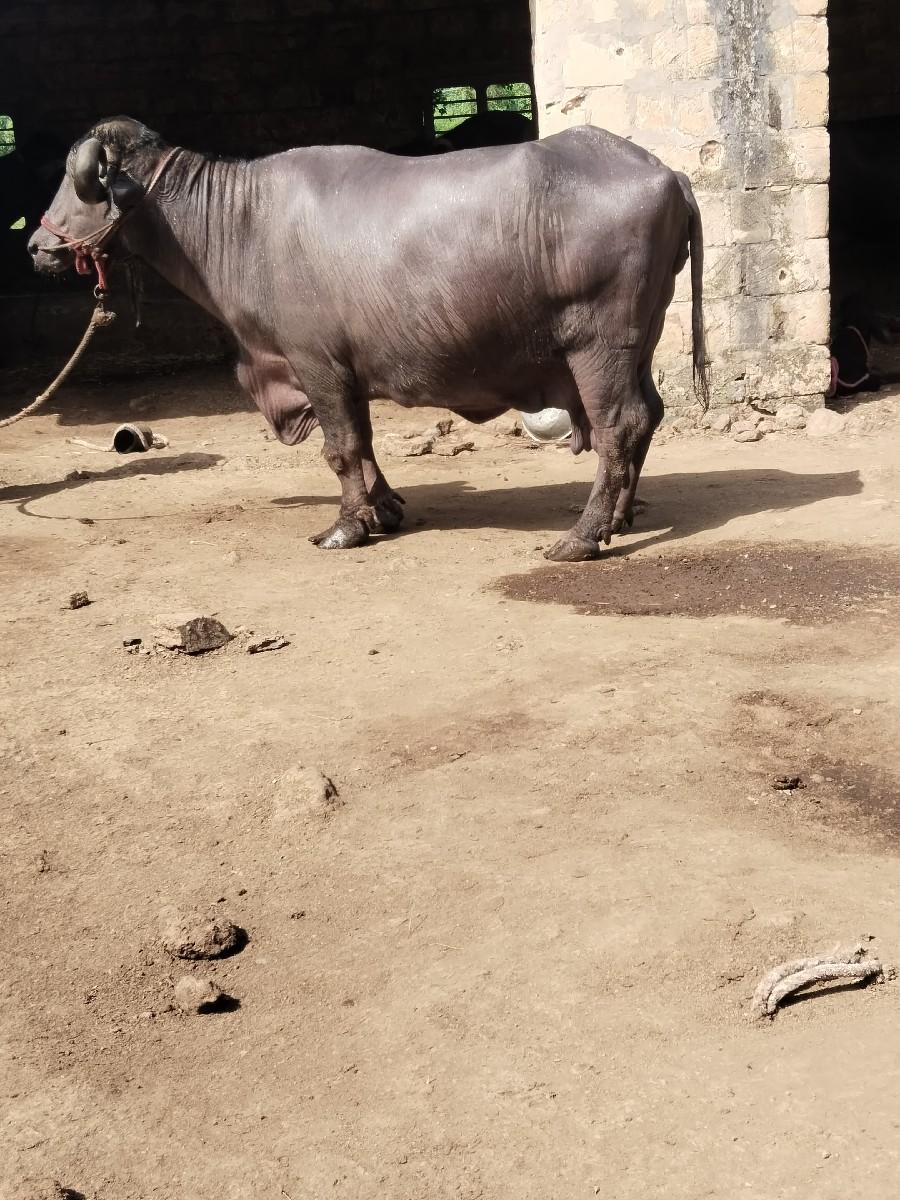 થંબનેલ 3