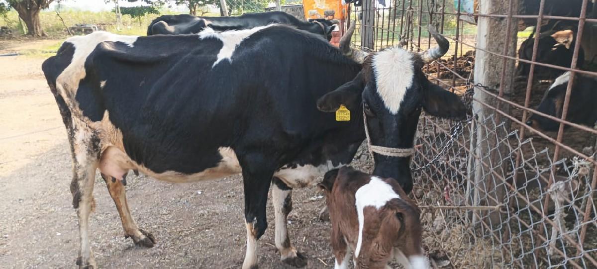 थंबनेल 3