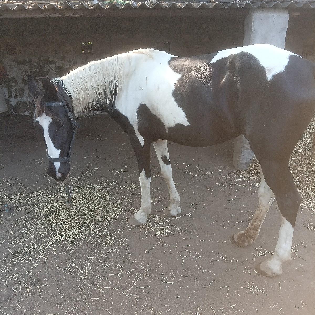 થંબનેલ 3