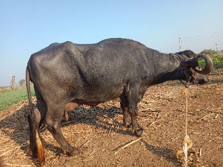 ભેંસ વેચવાની છે