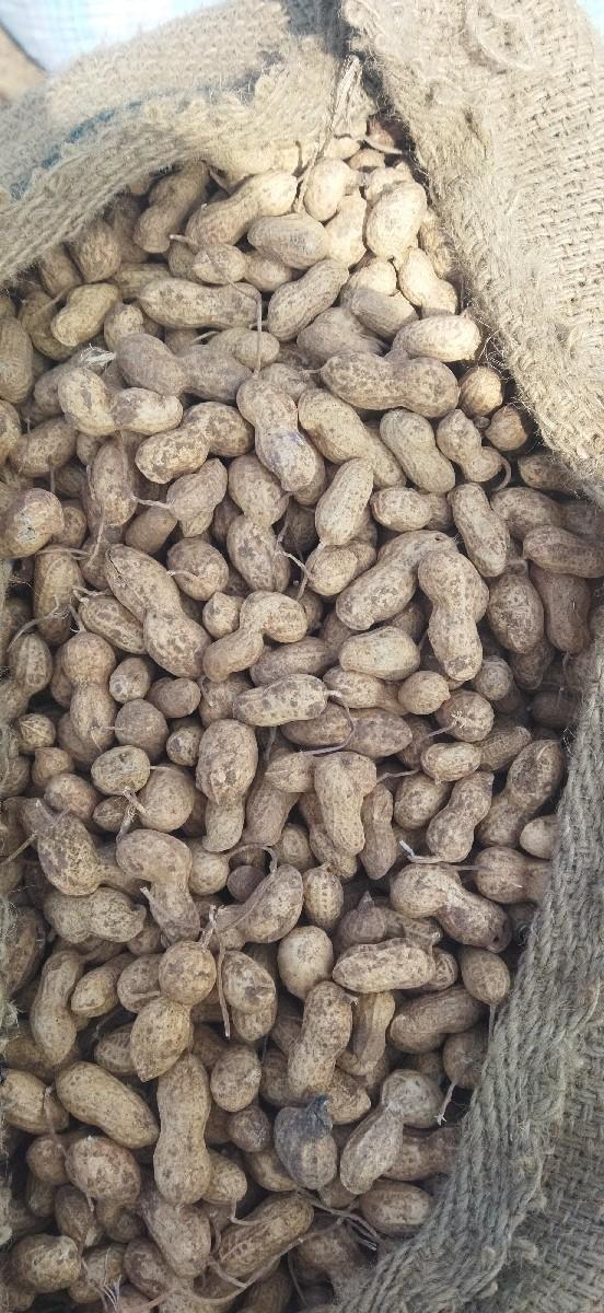 39નબર મગફડી