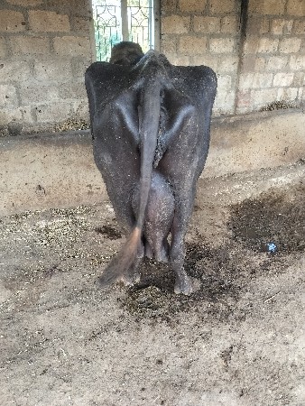 જાફરાબાદિ  ભેસ વેચવાની છે