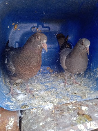 थंबनेल 2