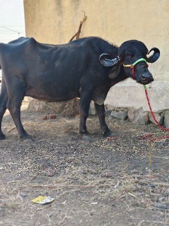 પેલું વેતર કબીરે વેસવા નિ છે