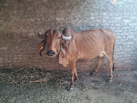 વેચવાની