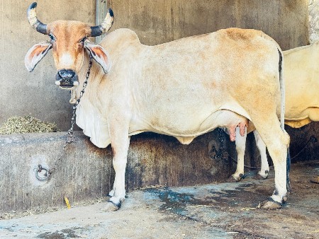 થંબનેલ 3