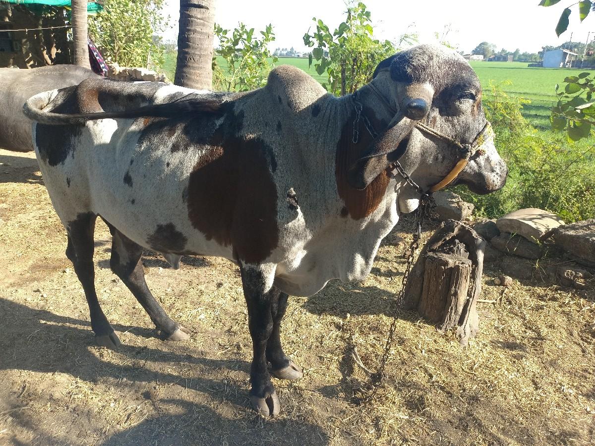 थंबनेल 2