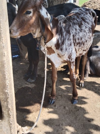 ઓરીજનલ ગીર કાબરી વાશડી વેચવાની છે