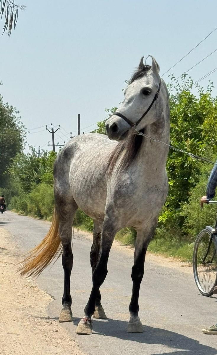 ઘોડી વેચવાની છે બાલ ભમરી ની ચોખી