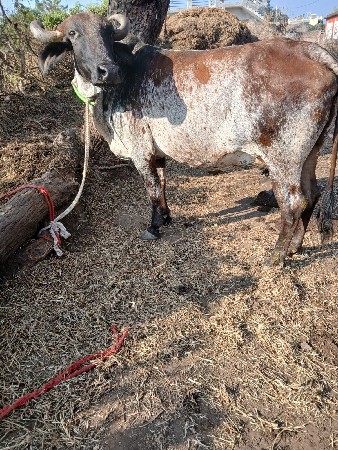 વેચવાની છે