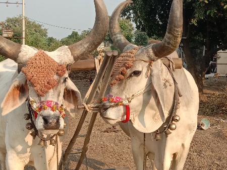 આ બળદ વેચવાના છે