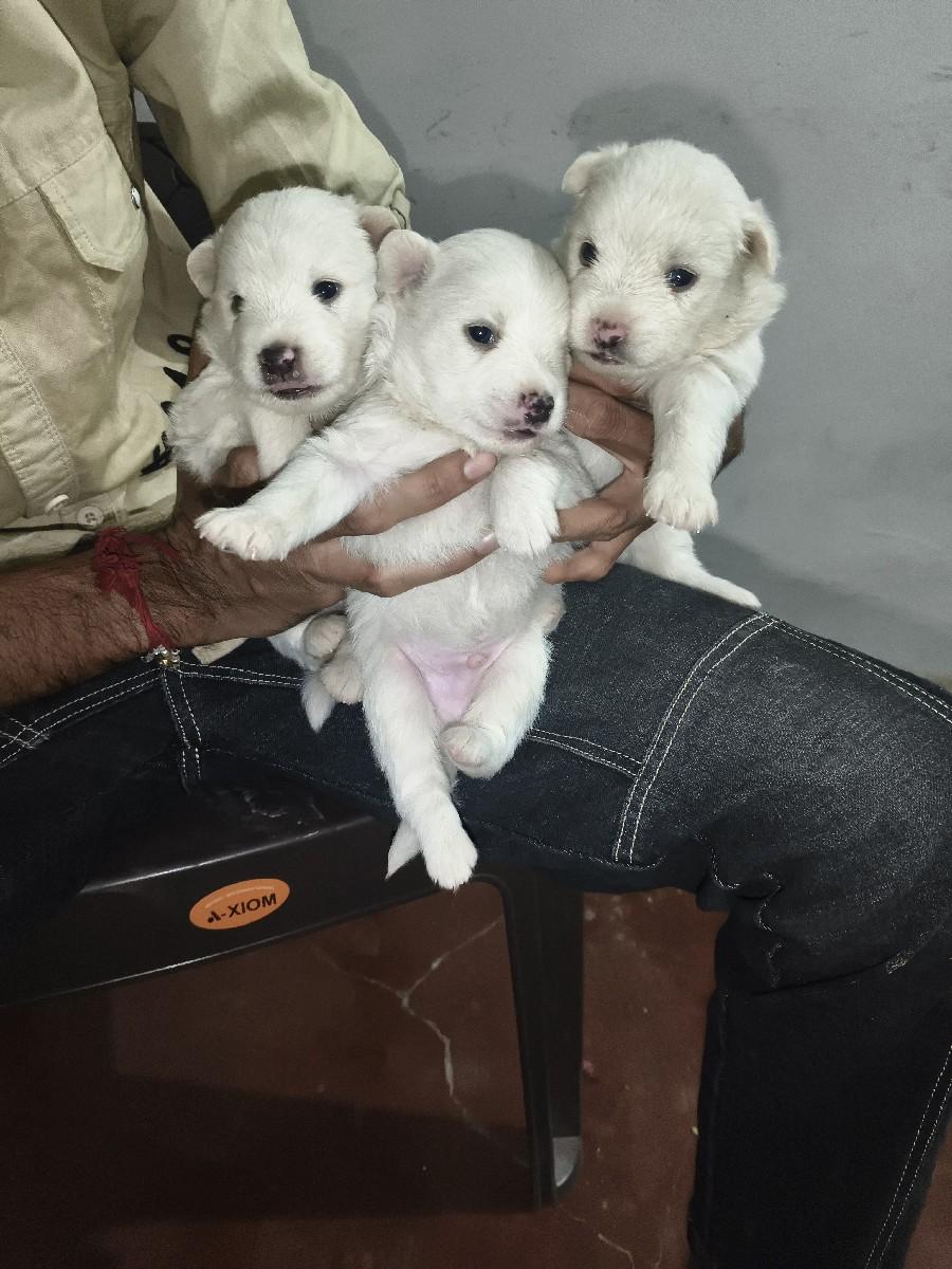 थंबनेल 2