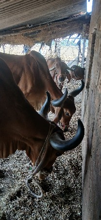 બળદ વેચવાના છે