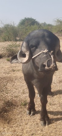 આવો પાડો લેવાનો છે