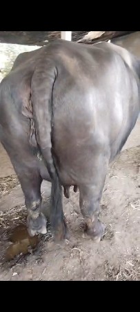 ભેસ વેસવાની