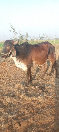 થંબનેલ 2