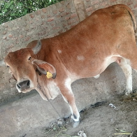 थंबनेल 3