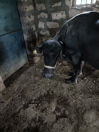 थंबनेल 3