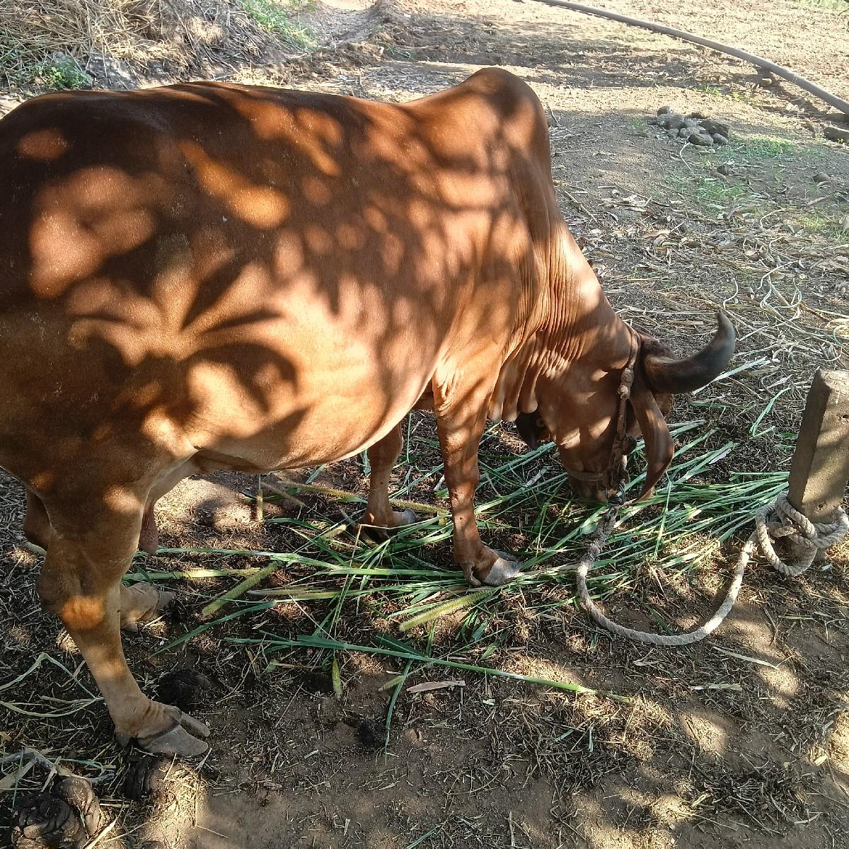 थंबनेल 2