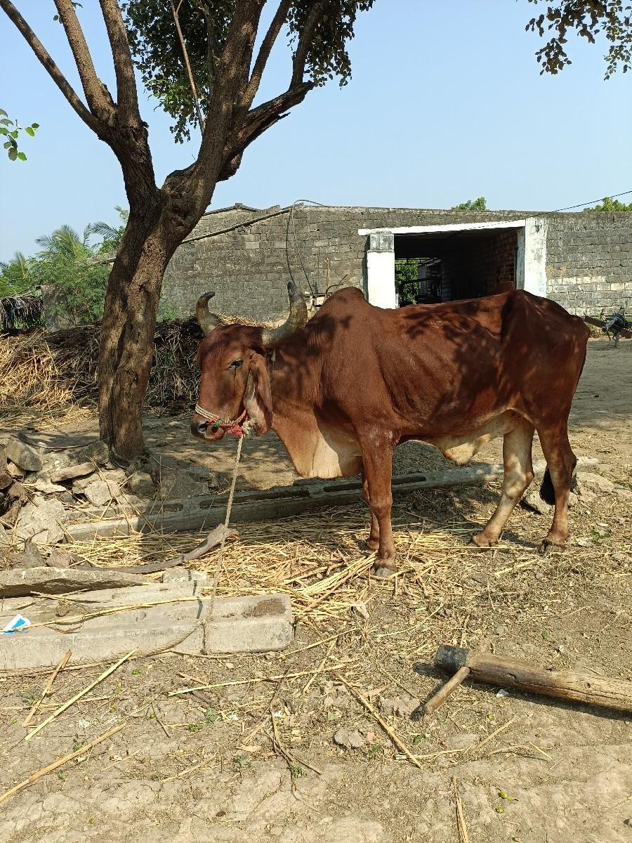 थंबनेल 5